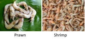 Prawn Shrimp difference