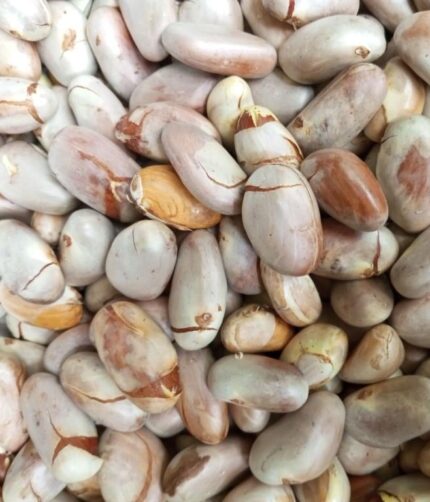 Kochechi raw-jackfruit-seeds