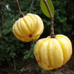 kochechi Kudampuli fruit