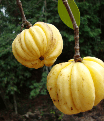 kochechi Kudampuli fruit