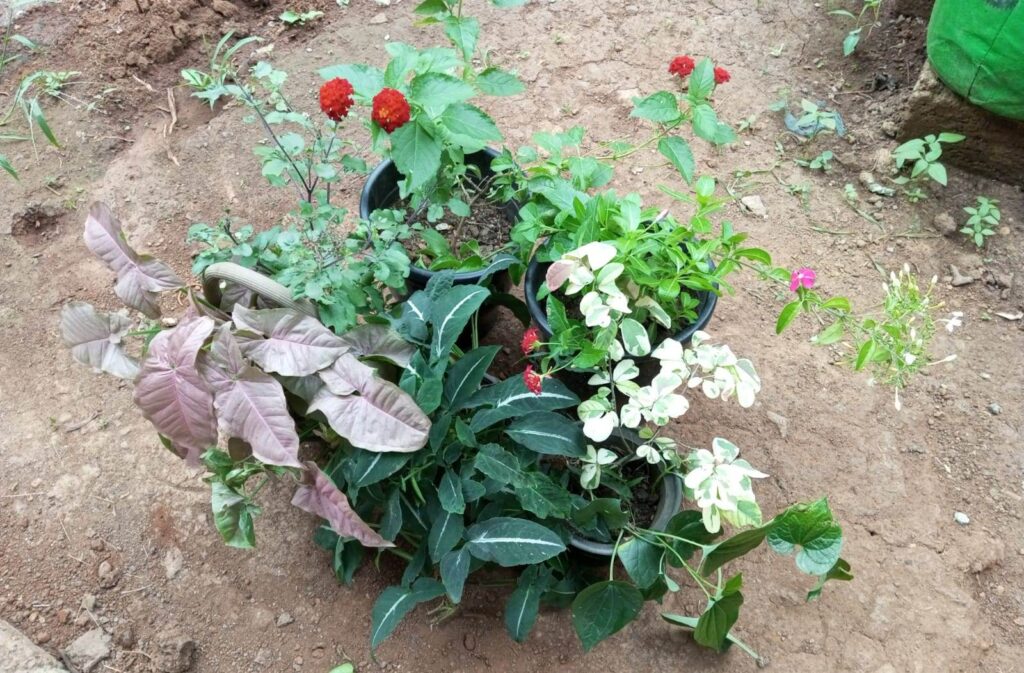 Kochechi plants sale