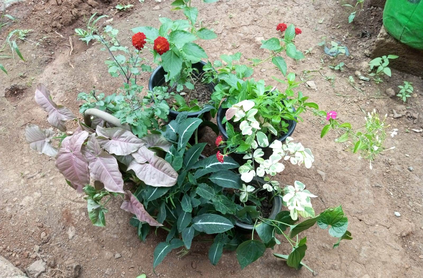 Kochechi plants sale