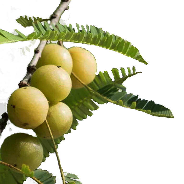amla-tree