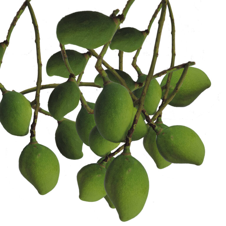 mango-pieces