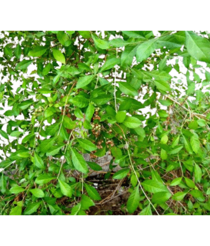 Kochechi Herbal Harmony Henna Leaves Dried