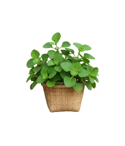 Kochechi Herbal Harmony Panikoorkka Leaves Dried