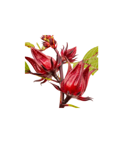 Kochechi Herbal Harmony Roselle Dried